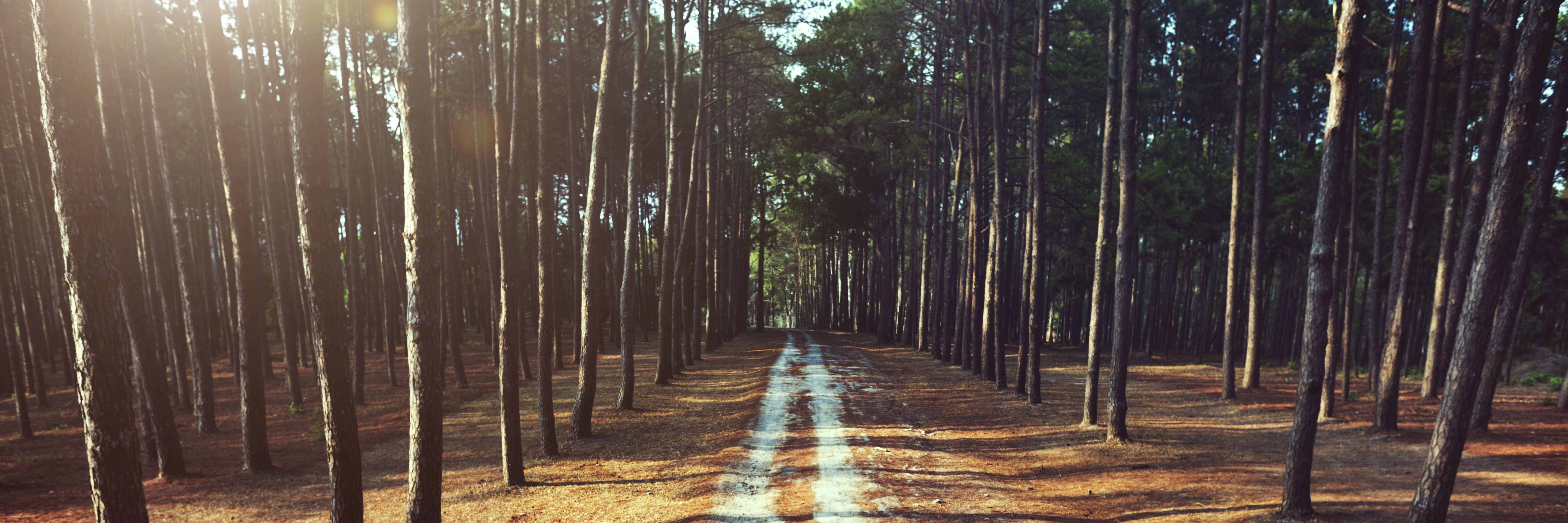 Pathway Forrest Rural Trail Nature Concept